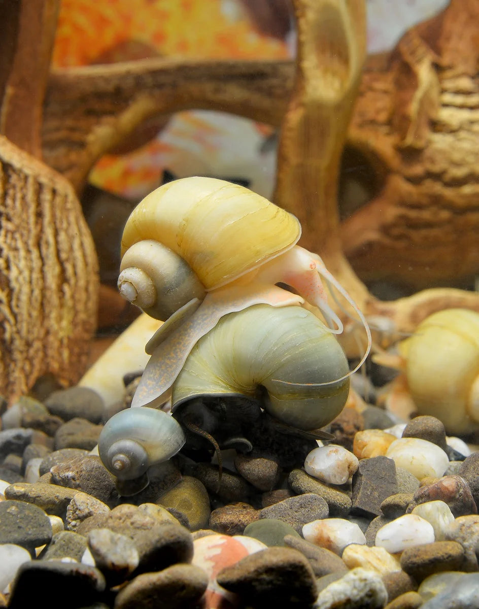 Live Mystery Snails for Sale – Locally Bred & Raised - Freshwater Aquarium Snails –
