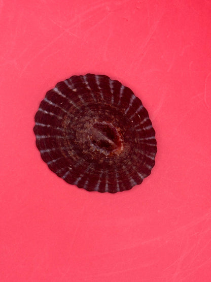 Extra Large Nacella magellanica Limpet Display Shell – Documented Specimen from Argentina –