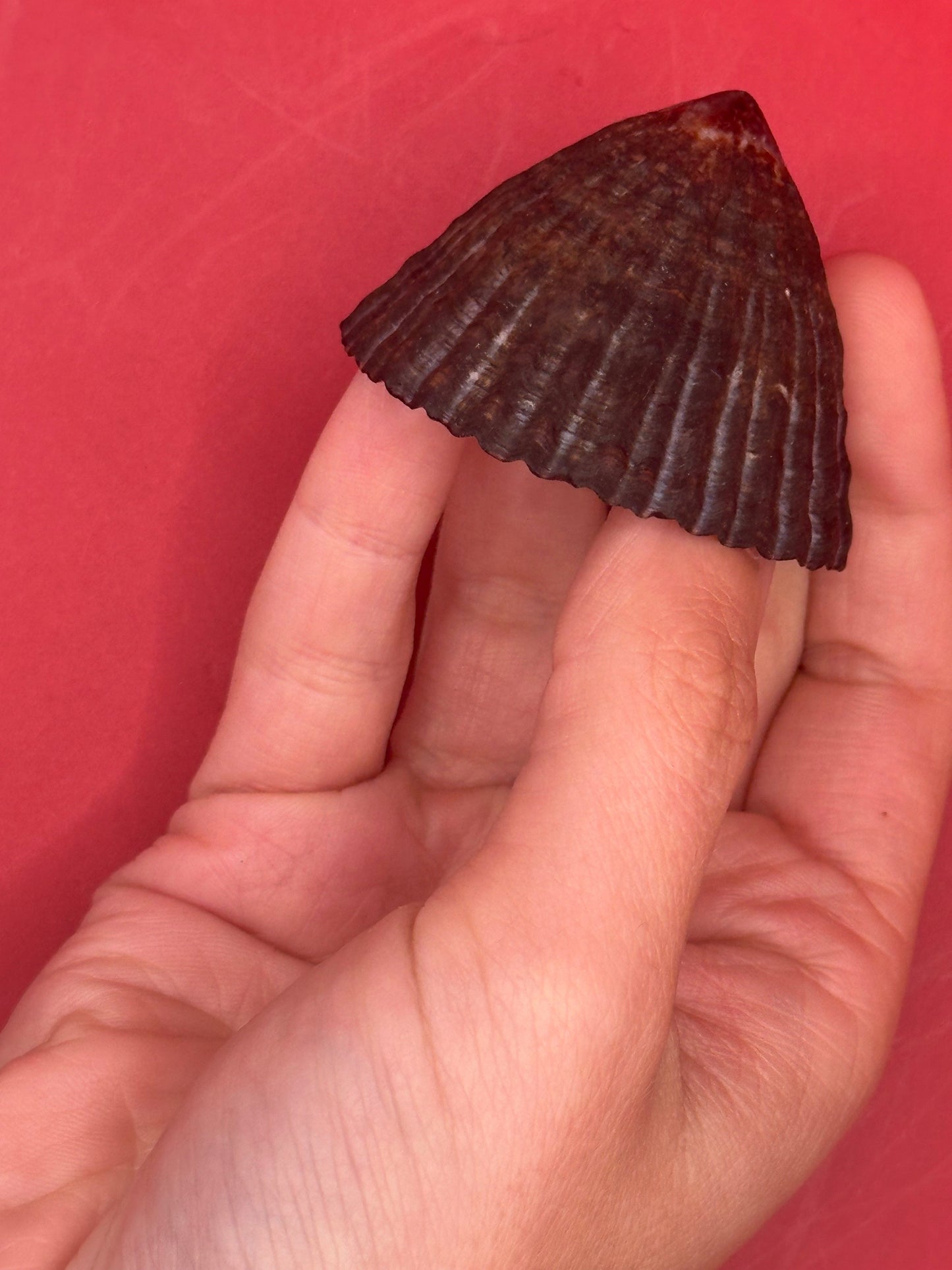 Extra Large Nacella magellanica Limpet Display Shell – Documented Specimen from Argentina –