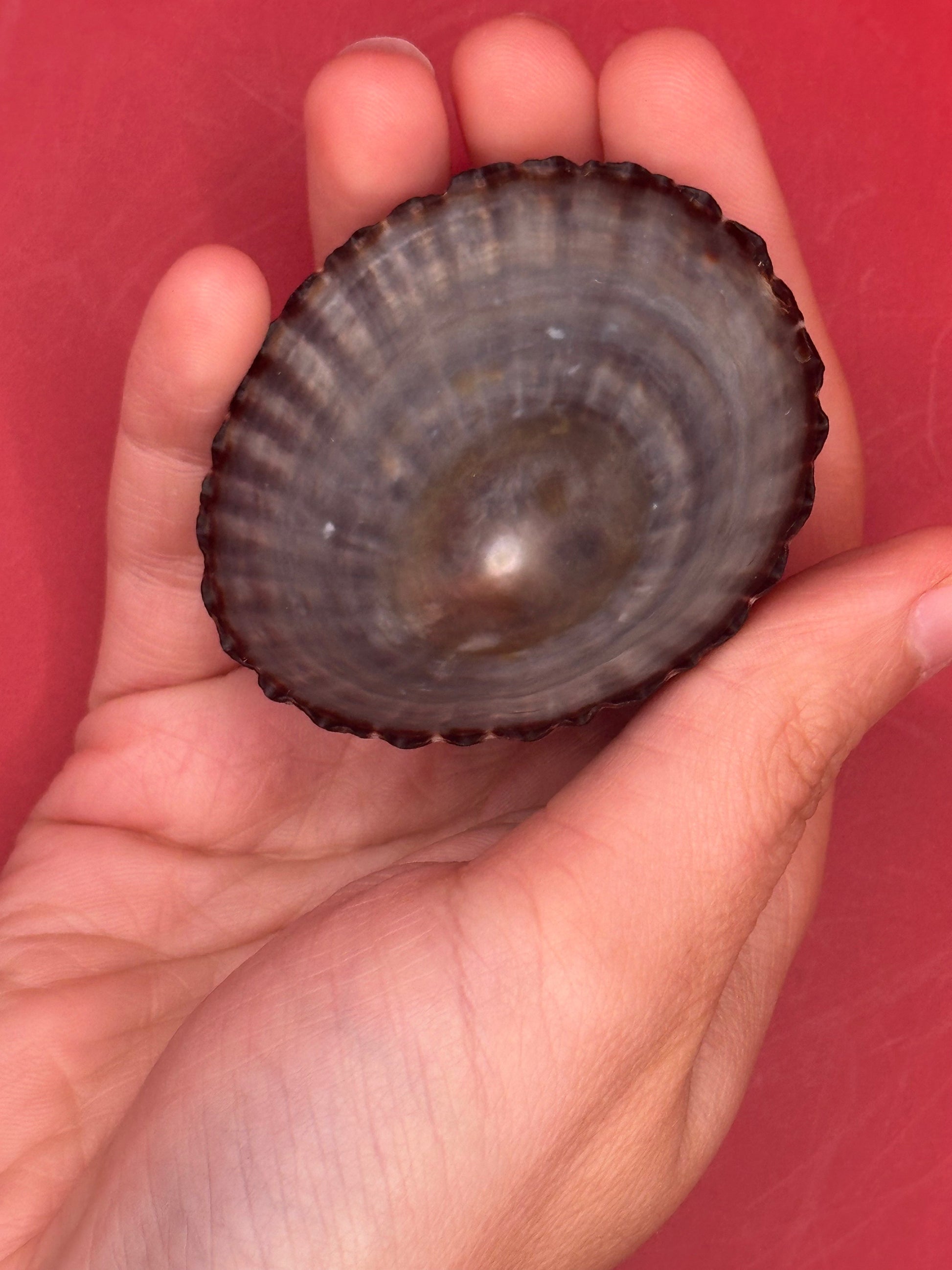 Extra Large Nacella magellanica Limpet Display Shell – Documented Specimen from Argentina –