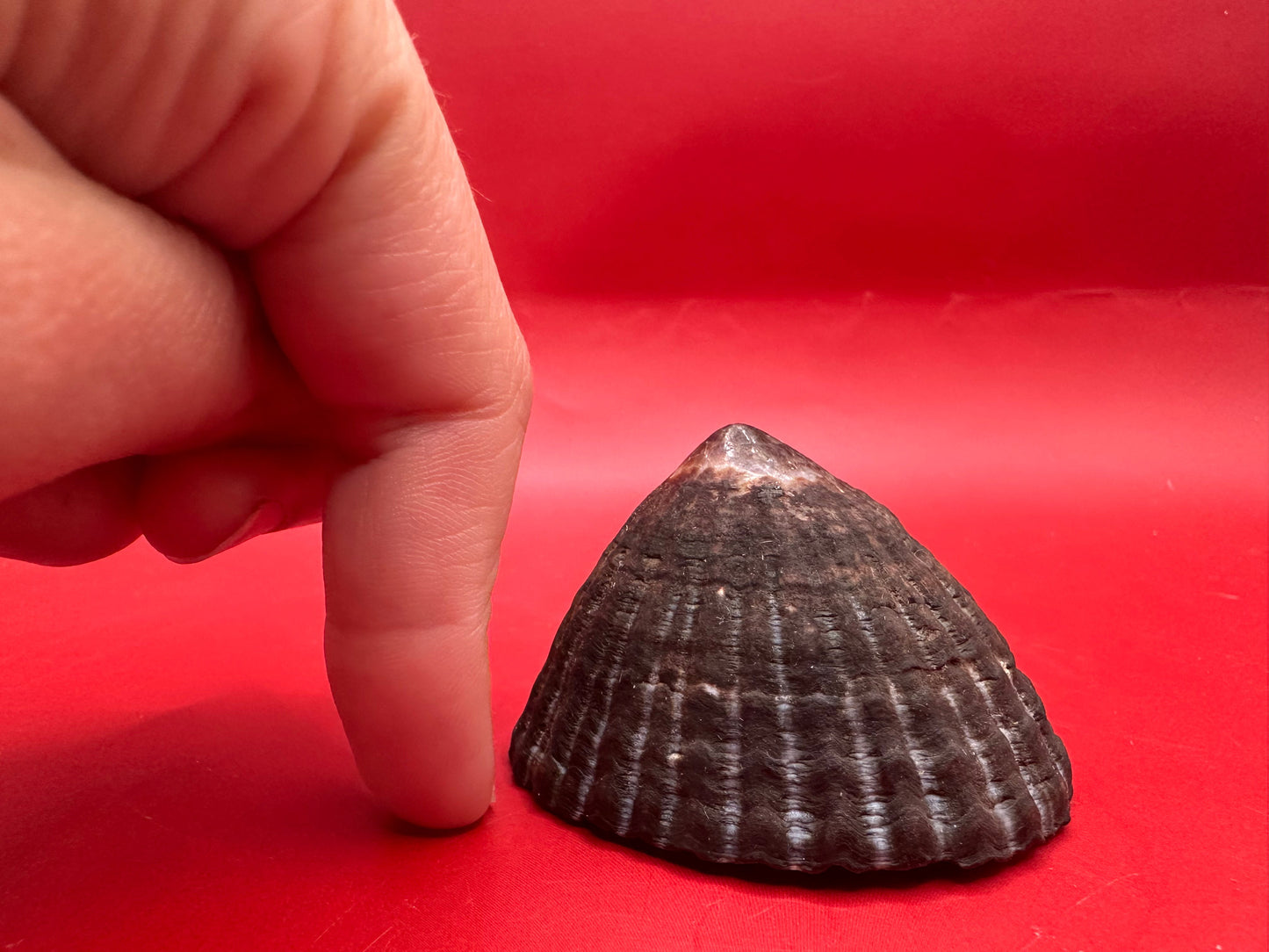 Extra Large Nacella magellanica Limpet Display Shell – Documented Specimen from Argentina –