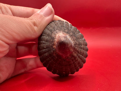 Extra Large Nacella magellanica Limpet Display Shell – Documented Specimen from Argentina –