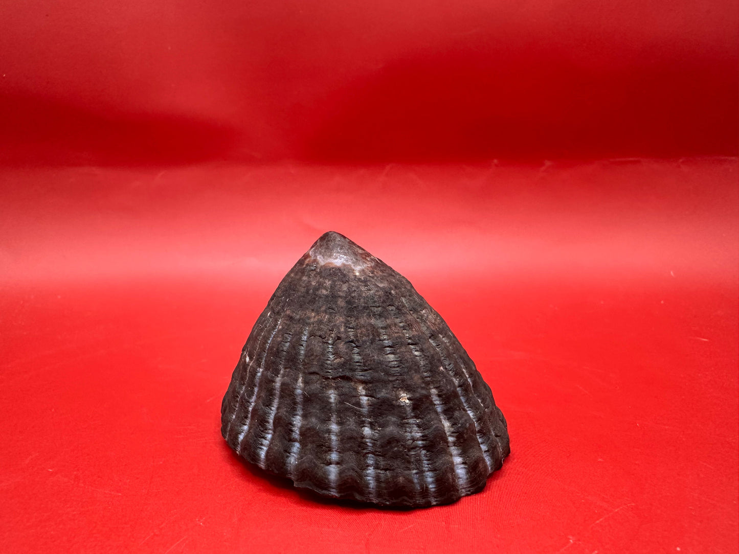Extra Large Nacella magellanica Limpet Display Shell – Documented Specimen from Argentina –