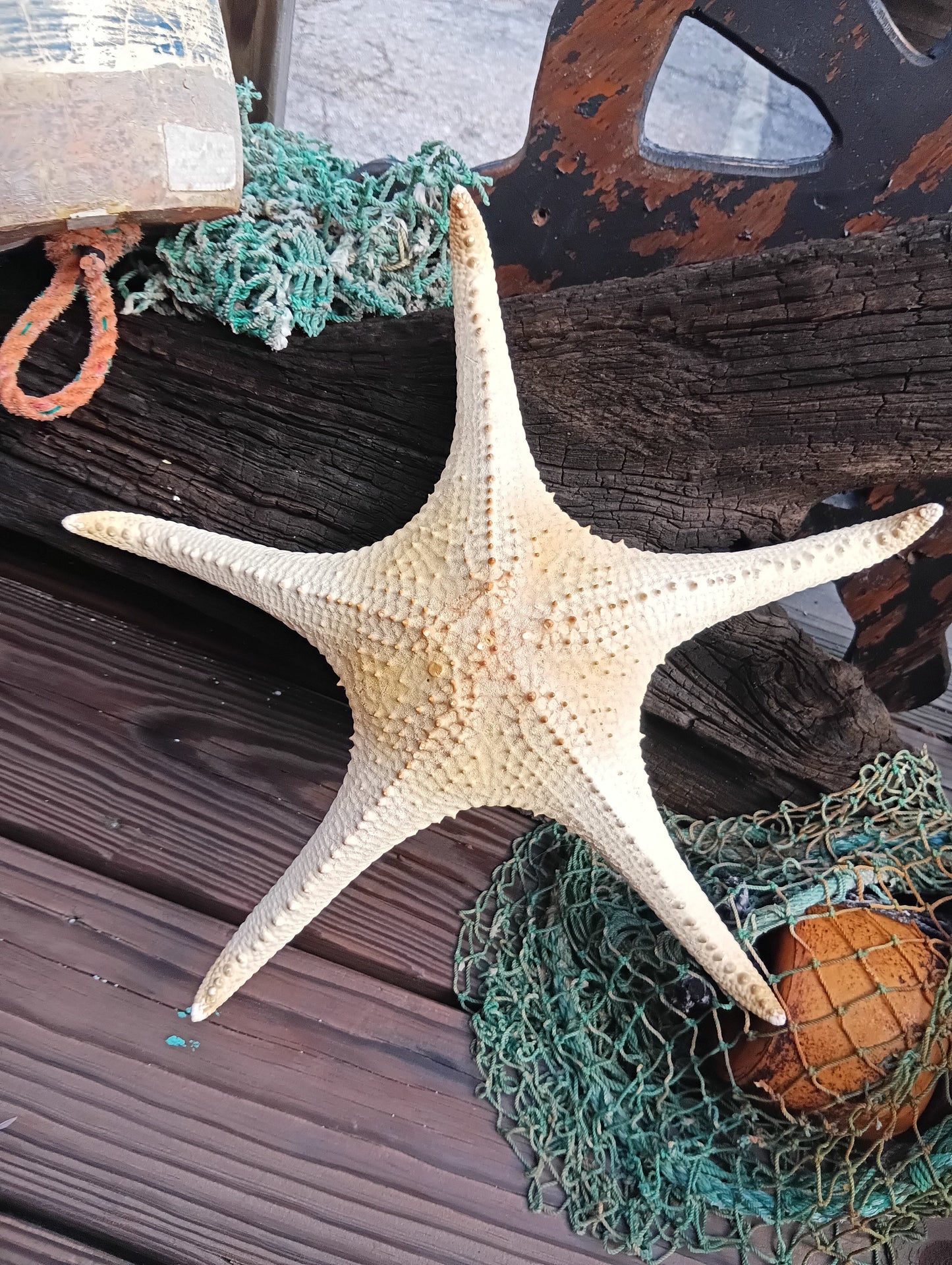Pink Tip Starfish 14.5"