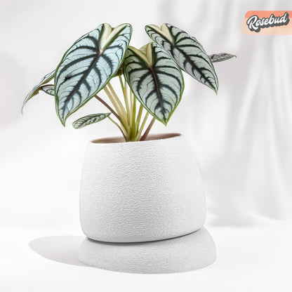 Nubium Planter – White Pots & Planters