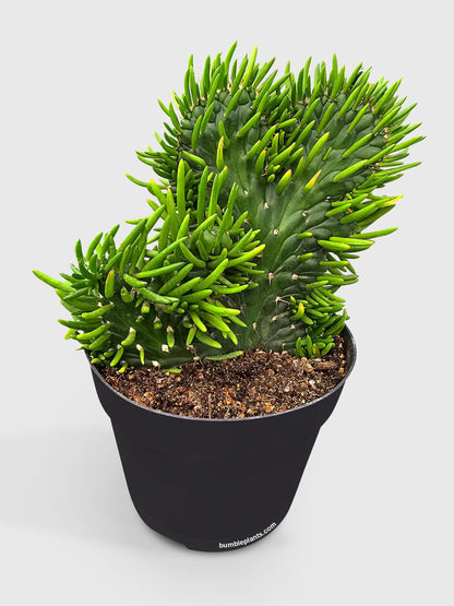 Opuntia Subulata Eve's Needle Cactus