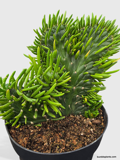 Opuntia Subulata Eve's Needle Cactus