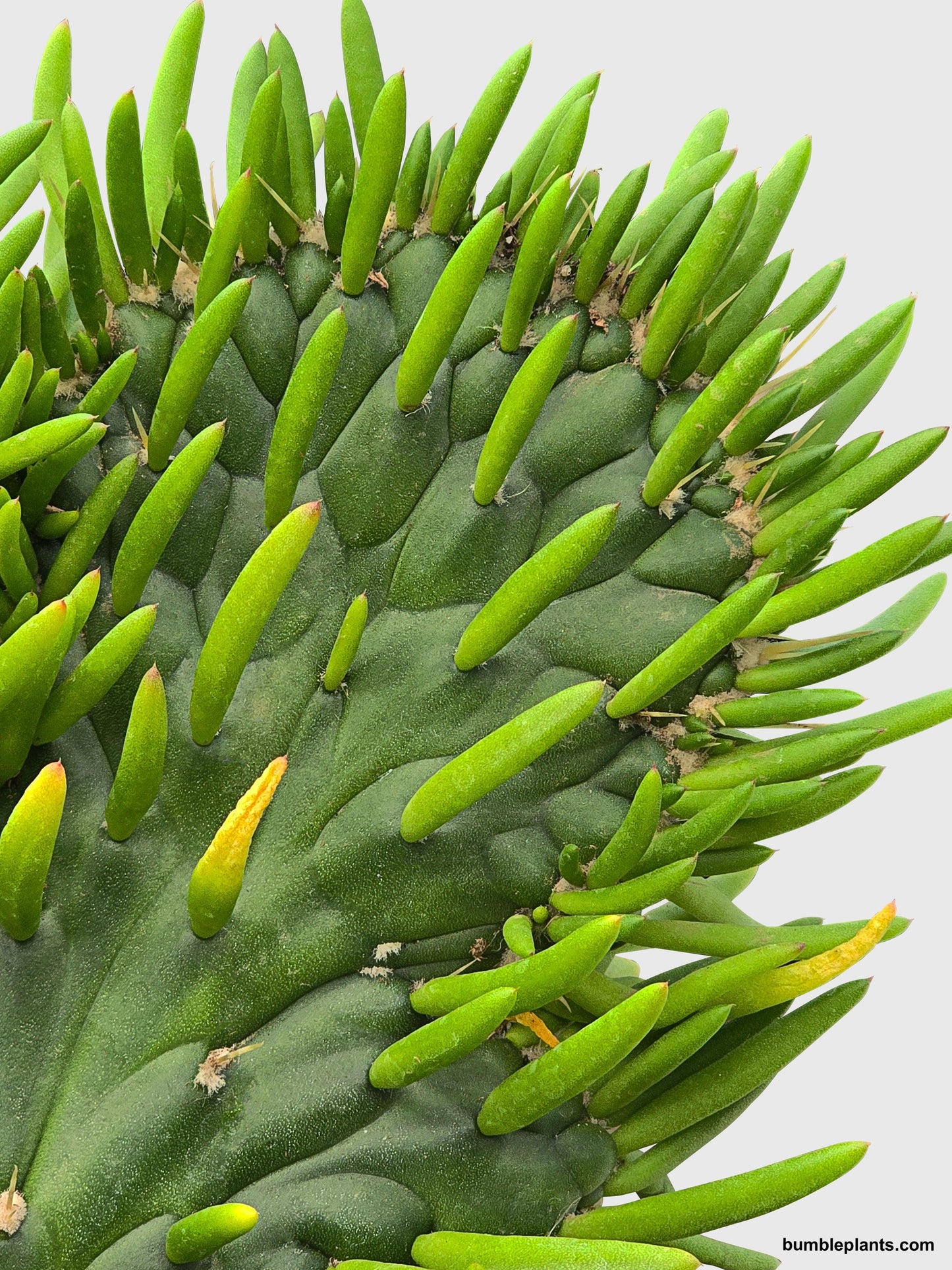 Opuntia Subulata Eve's Needle Cactus