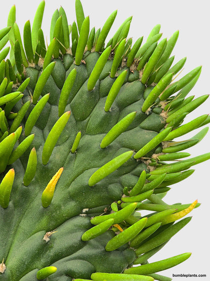 Opuntia Subulata Eve's Needle Cactus