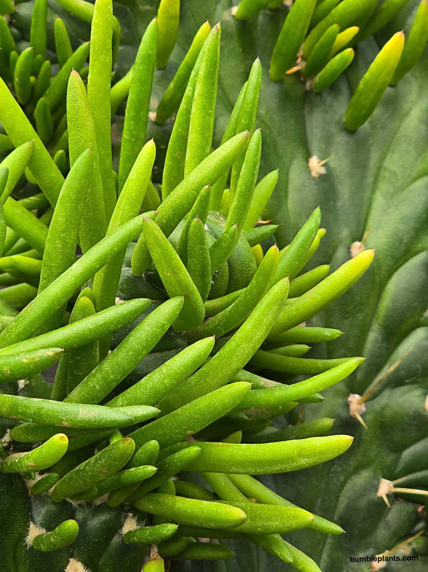 Opuntia Subulata Eve's Needle Cactus