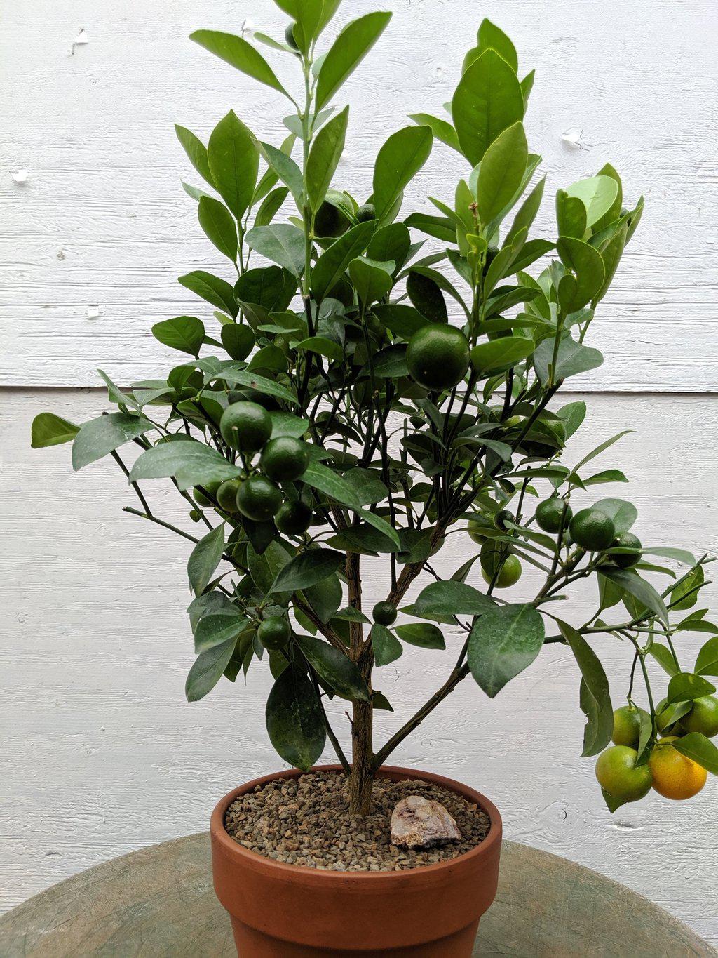 Orange Citrus Bonsai Tree – Orange Citrus