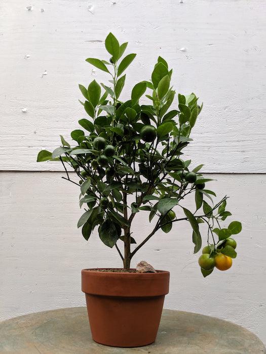 Orange Citrus Bonsai Tree – Orange Citrus
