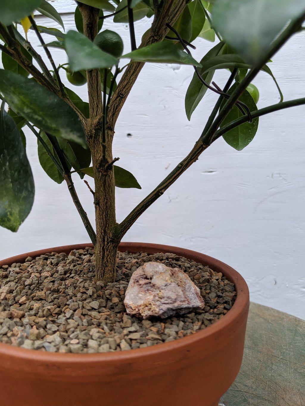Orange Citrus Bonsai Tree – Orange Citrus