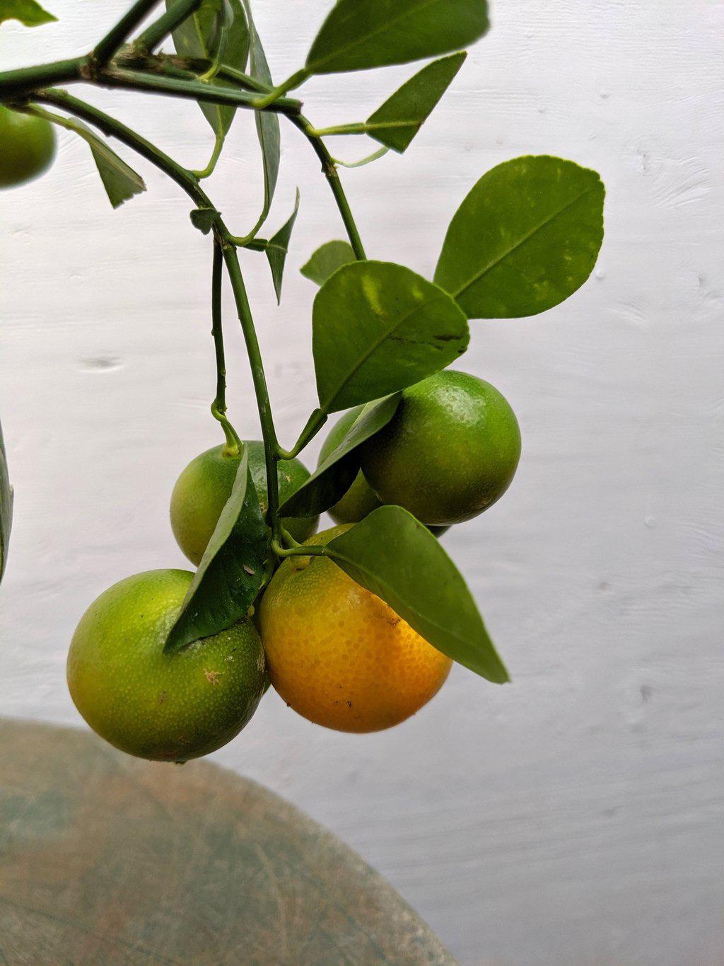 Orange Citrus Bonsai Tree – Orange Citrus