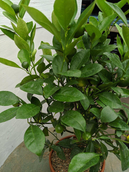 Orange Citrus Bonsai Tree – Orange Citrus