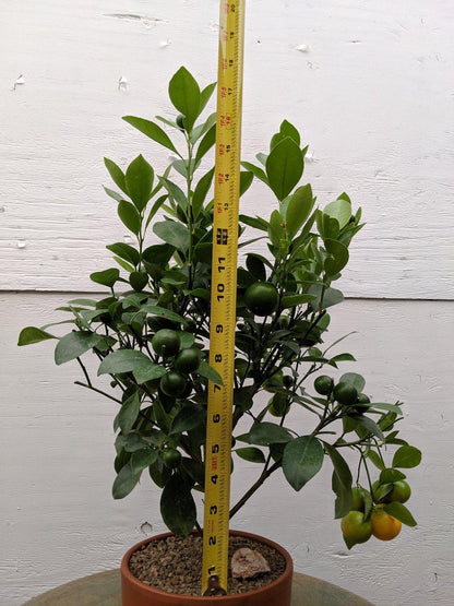 Orange Citrus Bonsai Tree – Orange Citrus