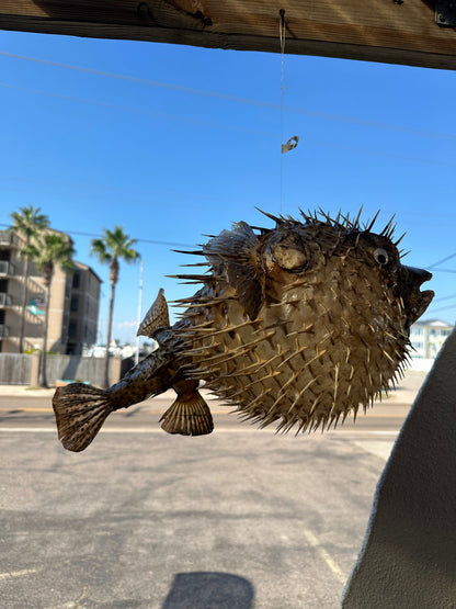 Spiny Puffer Fish Display – 22" Diodon hystrix Coastal Sea Life Decor –