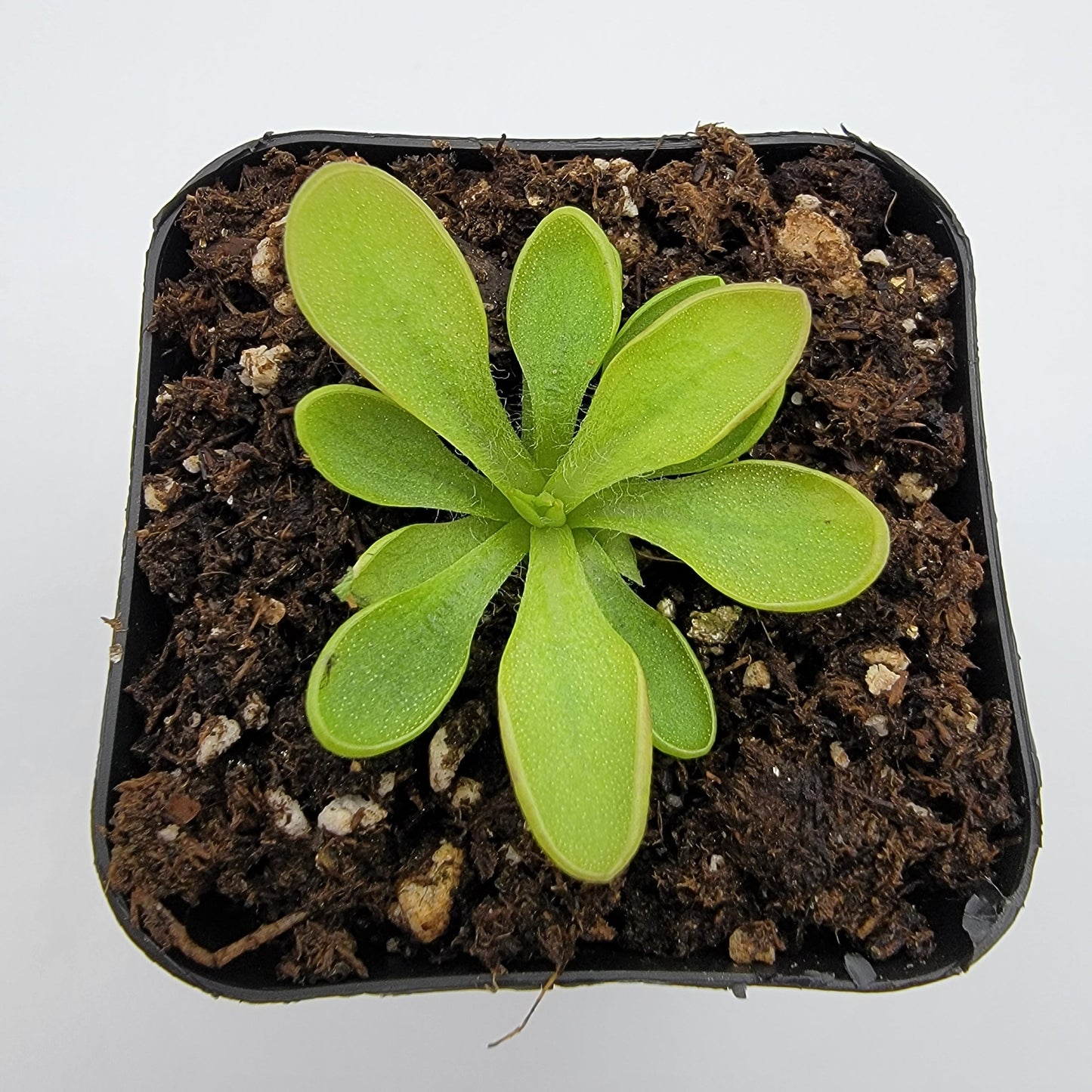 Pinguicula crassifolia – Live Carnivorous Butterwort Plant