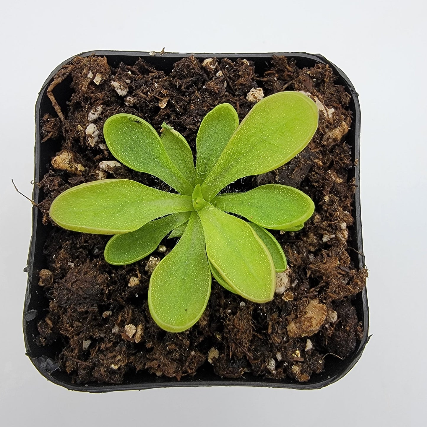 Pinguicula crassifolia – Live Carnivorous Butterwort Plant