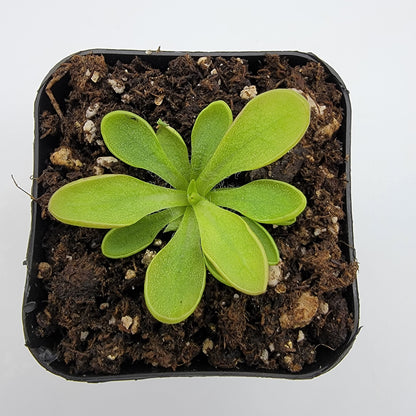 Pinguicula crassifolia – Live Carnivorous Butterwort Plant