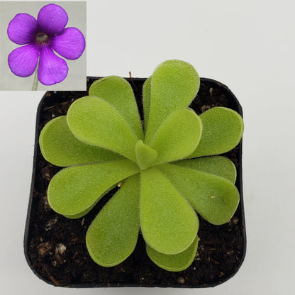 Pinguicula gigantea x cyclosecta