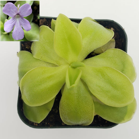 Pinguicula moranensis alba x elizabethiae – Carnivorous Butterwort – Butterworts