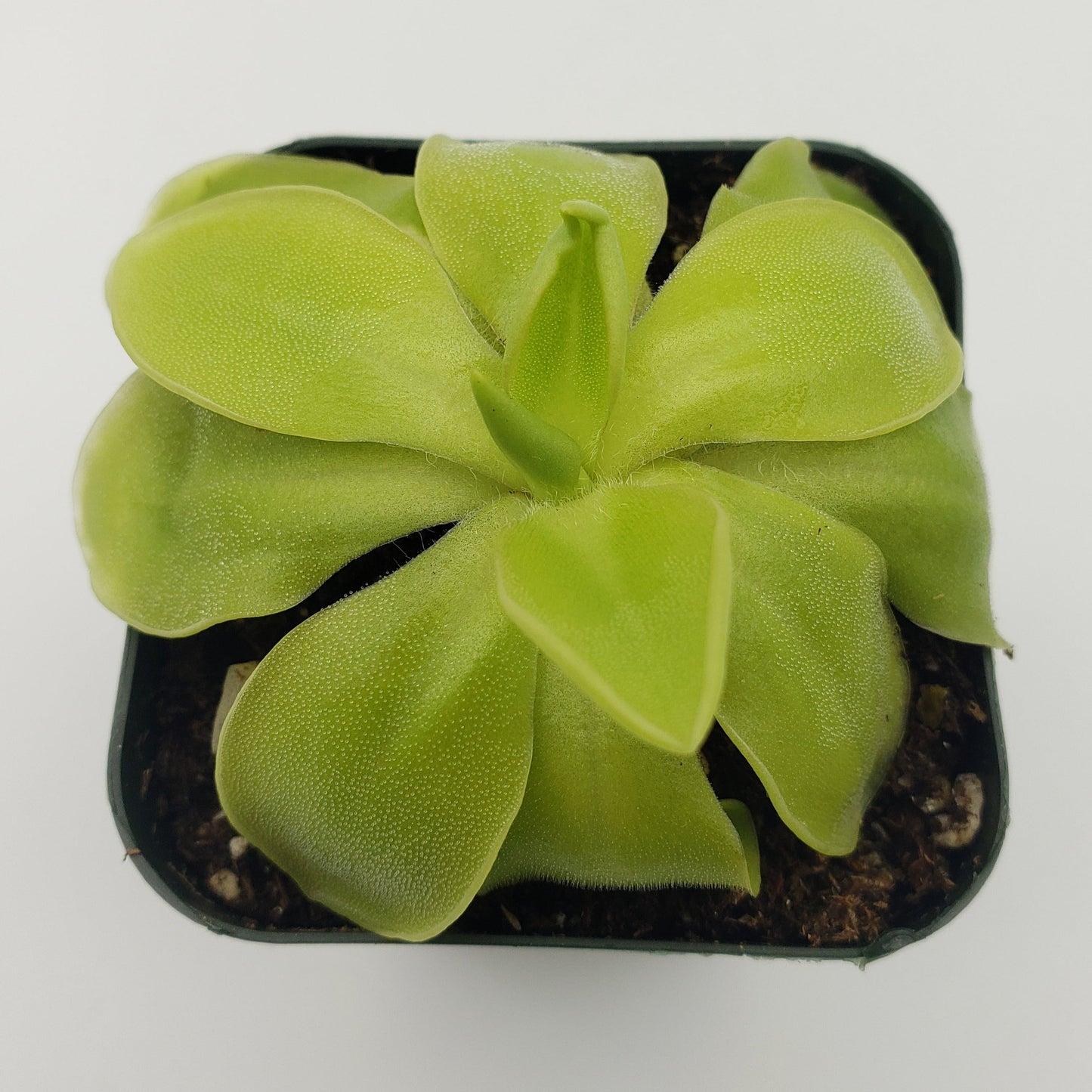 Pinguicula moranensis alba x elizabethiae – Carnivorous Butterwort – Butterworts