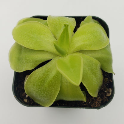 Pinguicula moranensis alba x elizabethiae – Carnivorous Butterwort – Butterworts