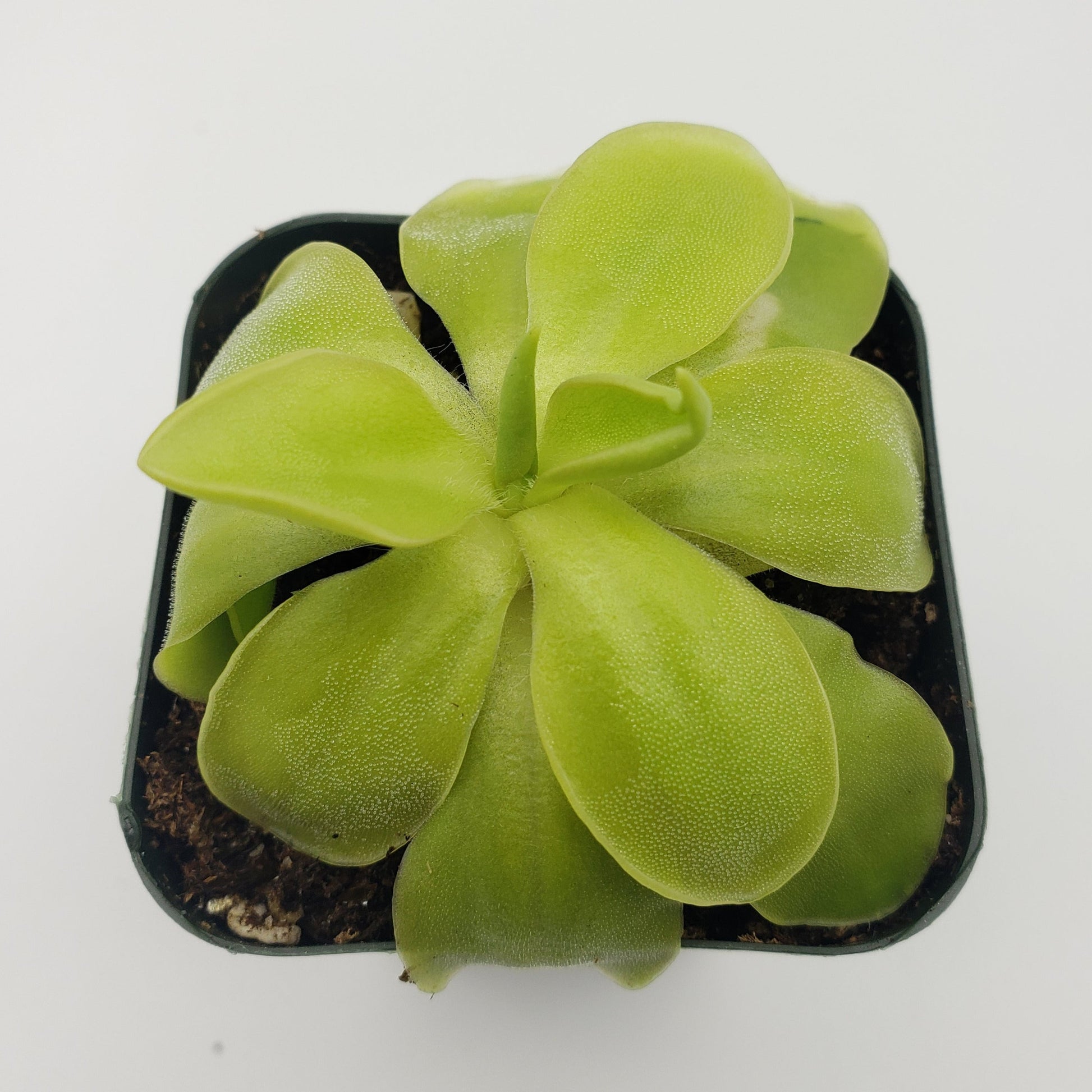 Pinguicula moranensis alba x elizabethiae – Carnivorous Butterwort – Butterworts