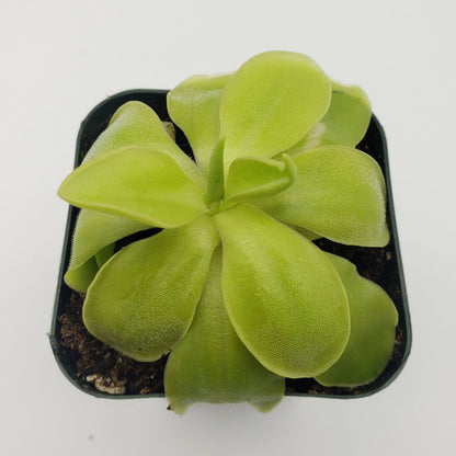 Pinguicula moranensis alba x elizabethiae – Carnivorous Butterwort – Butterworts
