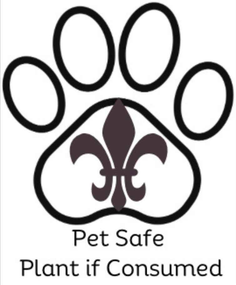 Pet-Friendly Houseplant Bundle | Safe for Pets & Kids