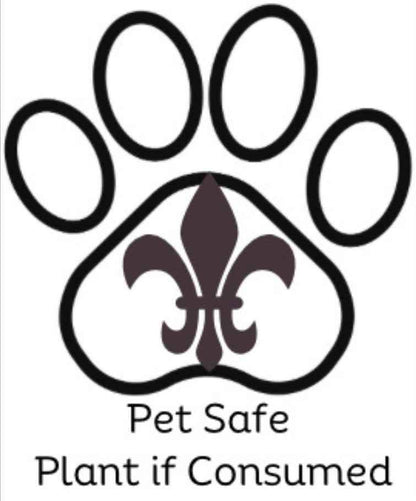 Pet-Friendly Houseplant Bundle | Safe for Pets & Kids
