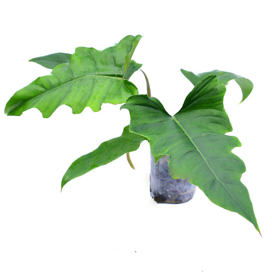 Philodendron Pinnatilobum x Tortum - Rare Hybrid – Aroids