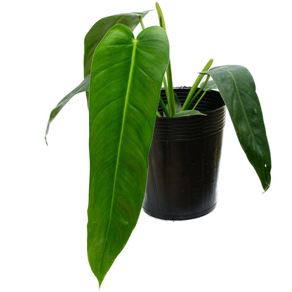 Philodendron Amazon Spirit - Rare Hybrid Aroid – Aroids