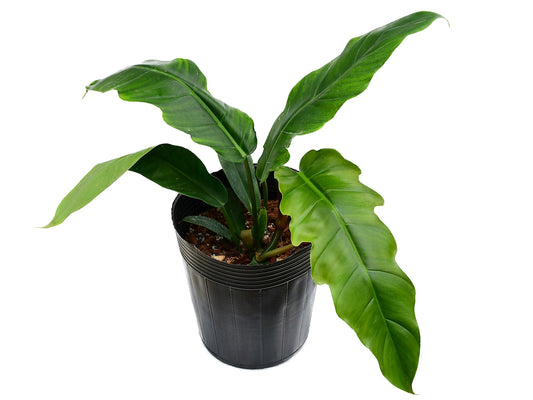 Philodendron Angel Eyes - Rare Hybrid Climber – Aroids