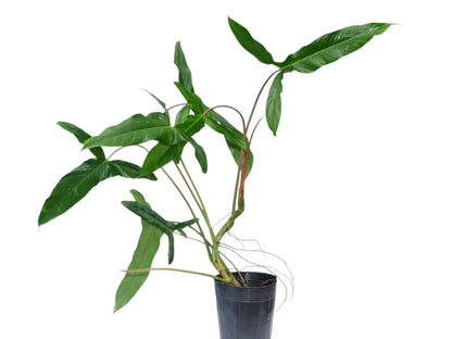 Philodendron Sweet Camila - Rare Hybrid Plant – Aroids