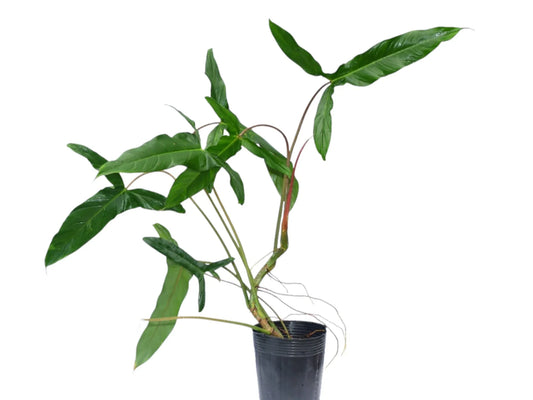 Philodendron Sweet Camila - Rare Hybrid Plant – Aroids