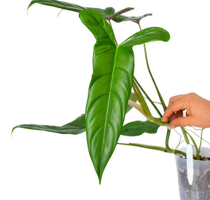 Philodendron Sweet Camila - Rare Hybrid Plant – Aroids