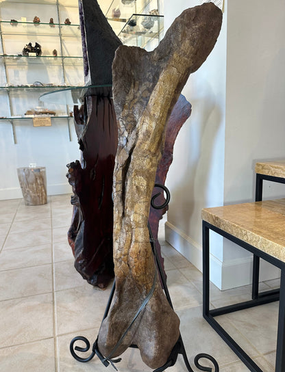 37" Hadrosaur Femur