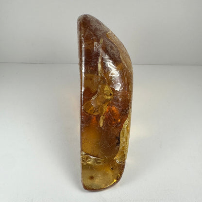 Colombian Amber with Insects – Minerals