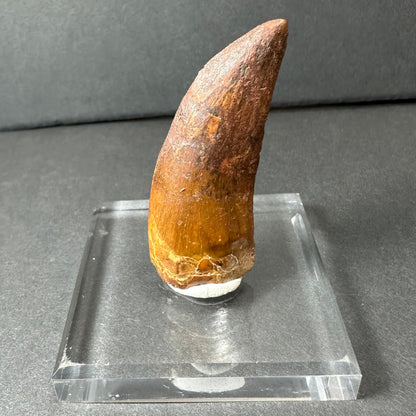 Carcharodontosaurus Tooth 2" from Morocco