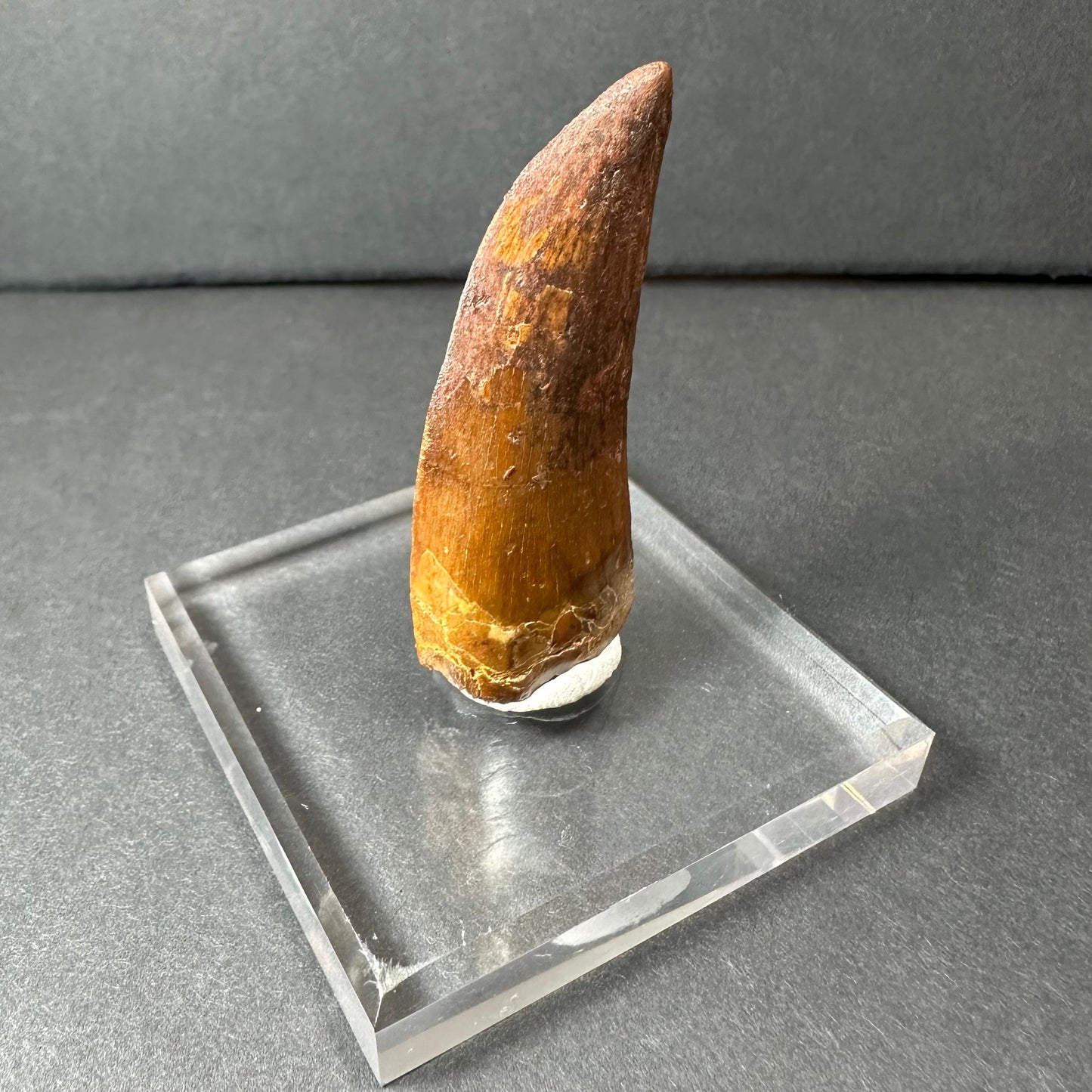 Carcharodontosaurus Tooth 2" from Morocco