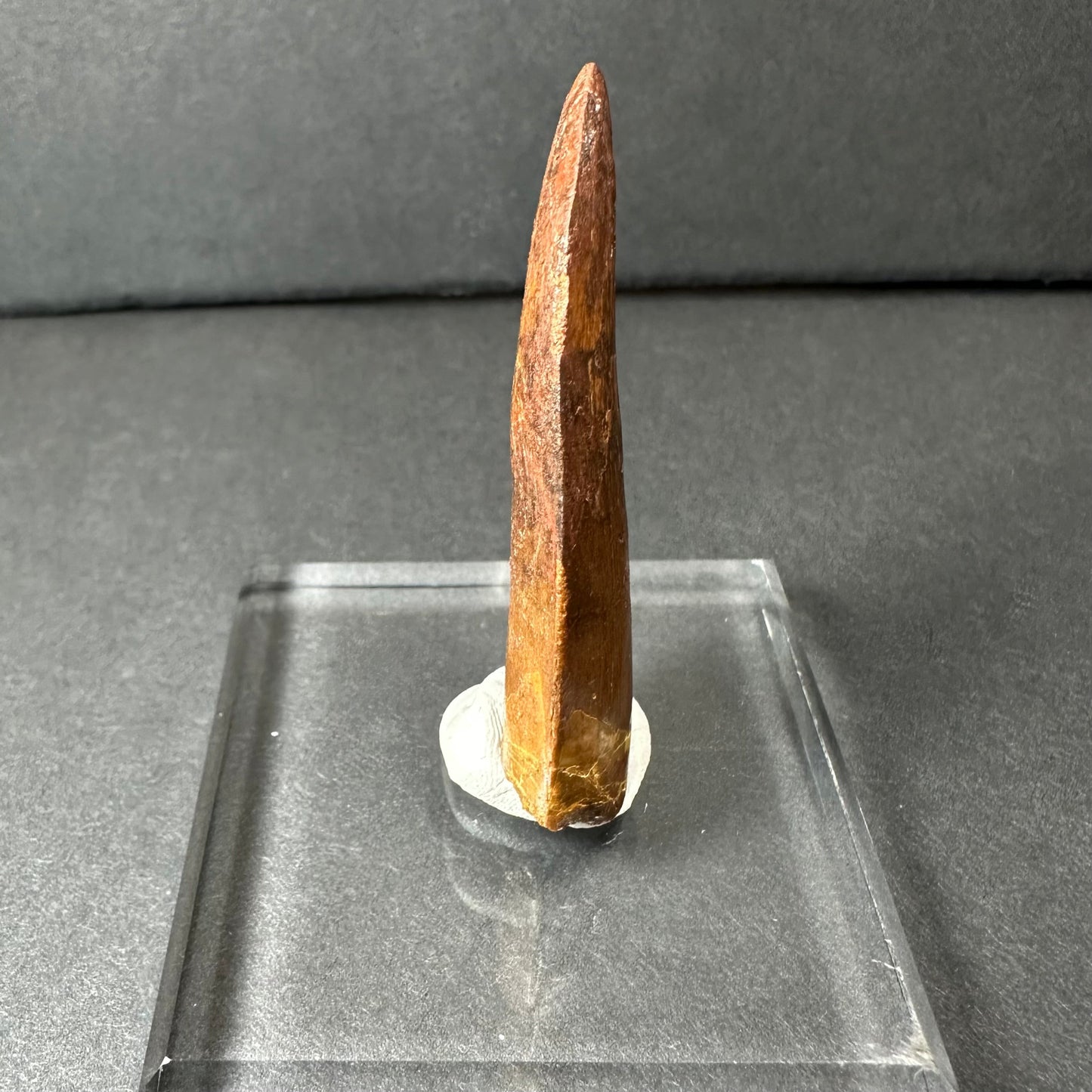 Carcharodontosaurus Tooth 2" from Morocco