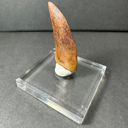Carcharodontosaurus Tooth 2" from Morocco