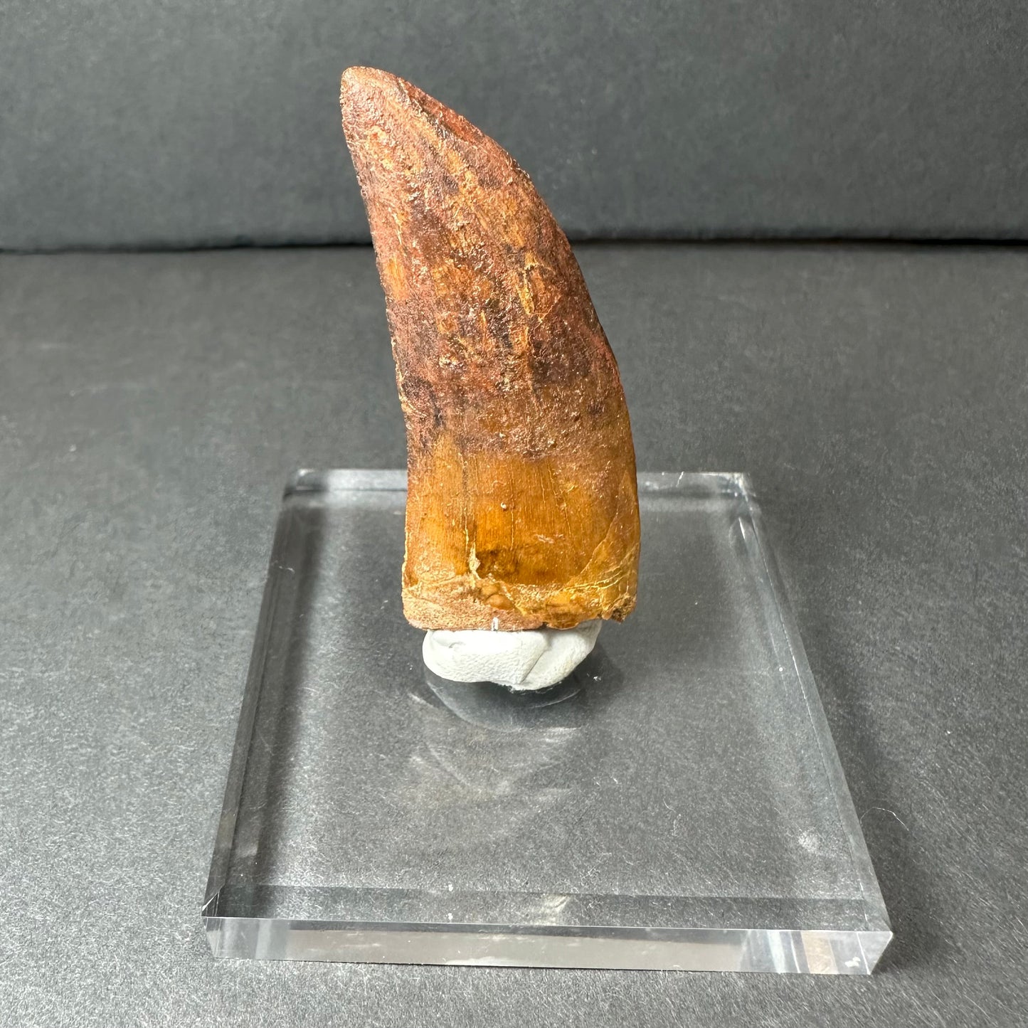 Carcharodontosaurus Tooth 2" from Morocco