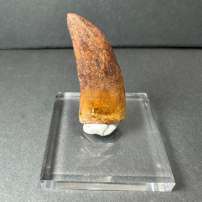 Carcharodontosaurus Tooth 2" from Morocco