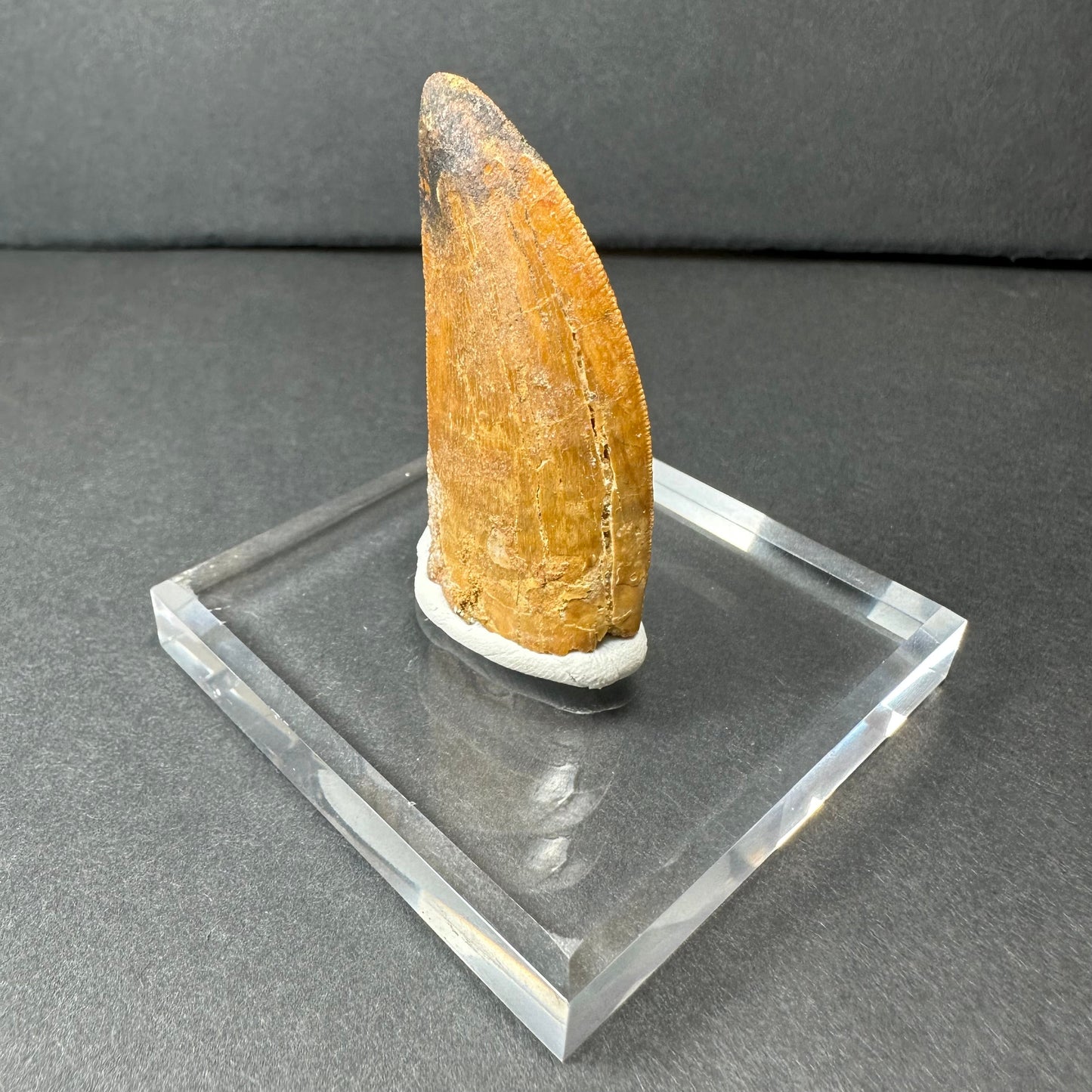 Carcharodontosaurus Tooth