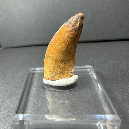 Carcharodontosaurus Tooth
