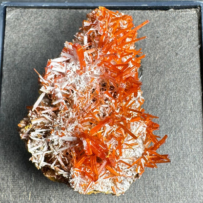 Crocoite on Matrix Adelaide Mine, Dundas, Tasmania, Australia