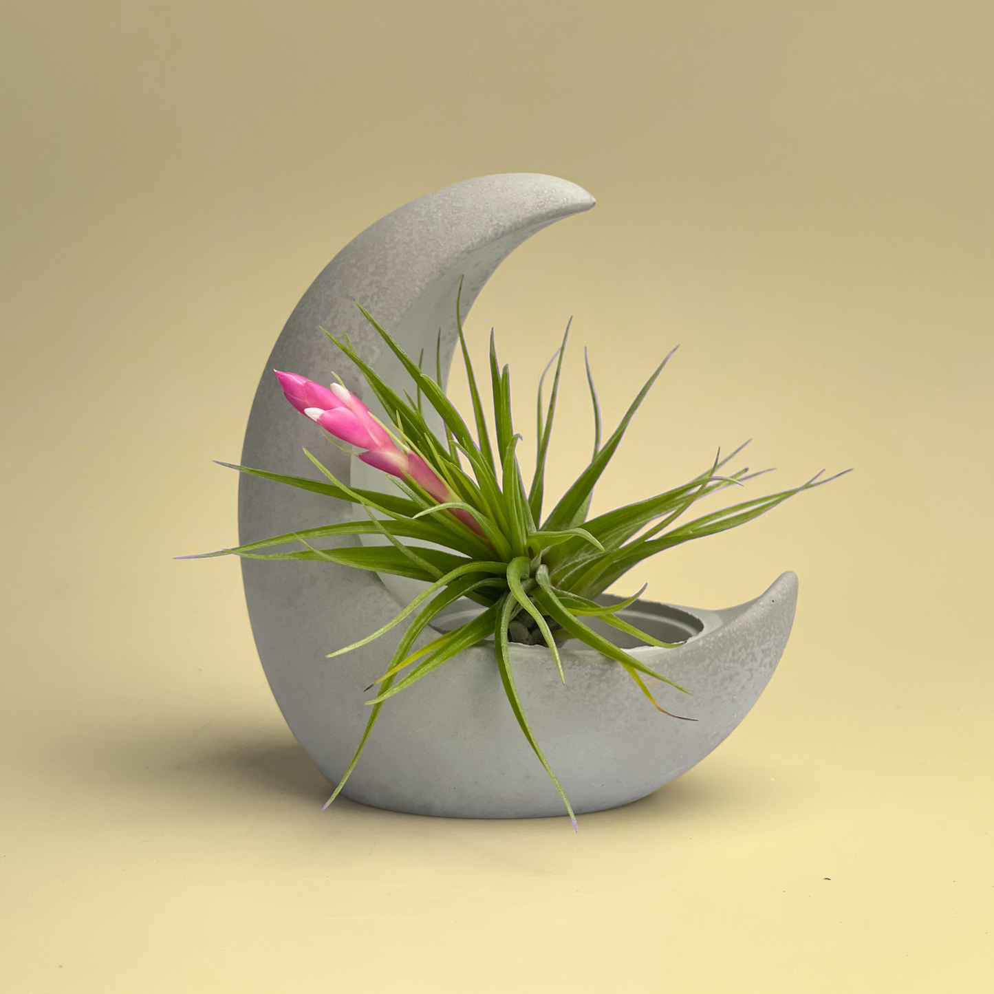 YOUNG MOON AIR PLANT HOLDER – Planter